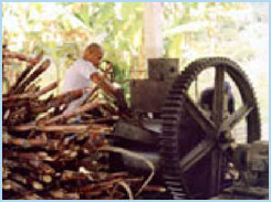 Destillerie Coqueiro - Brasilien - Paraty